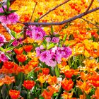 Peach blossoms and tulips