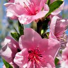 Peach Flowers