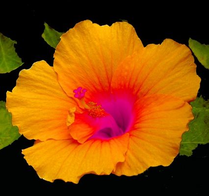 Peach Hibiscus