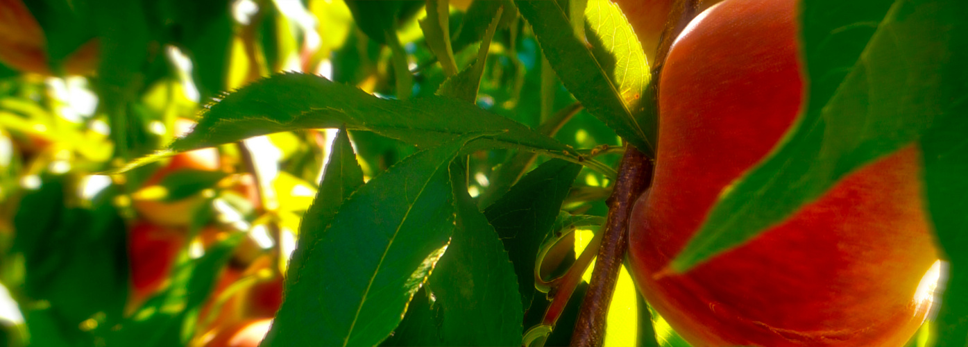 peach in the sun