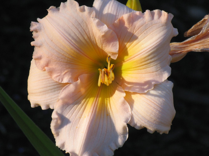 Peach Lily