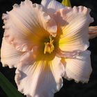 Peach Lily