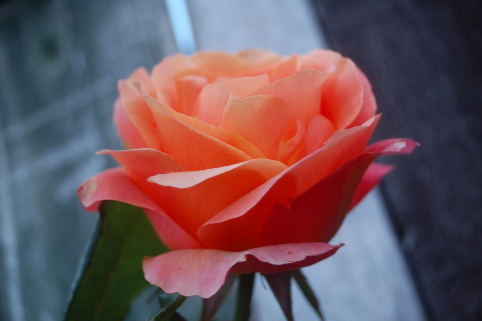 Peach Melba Roses