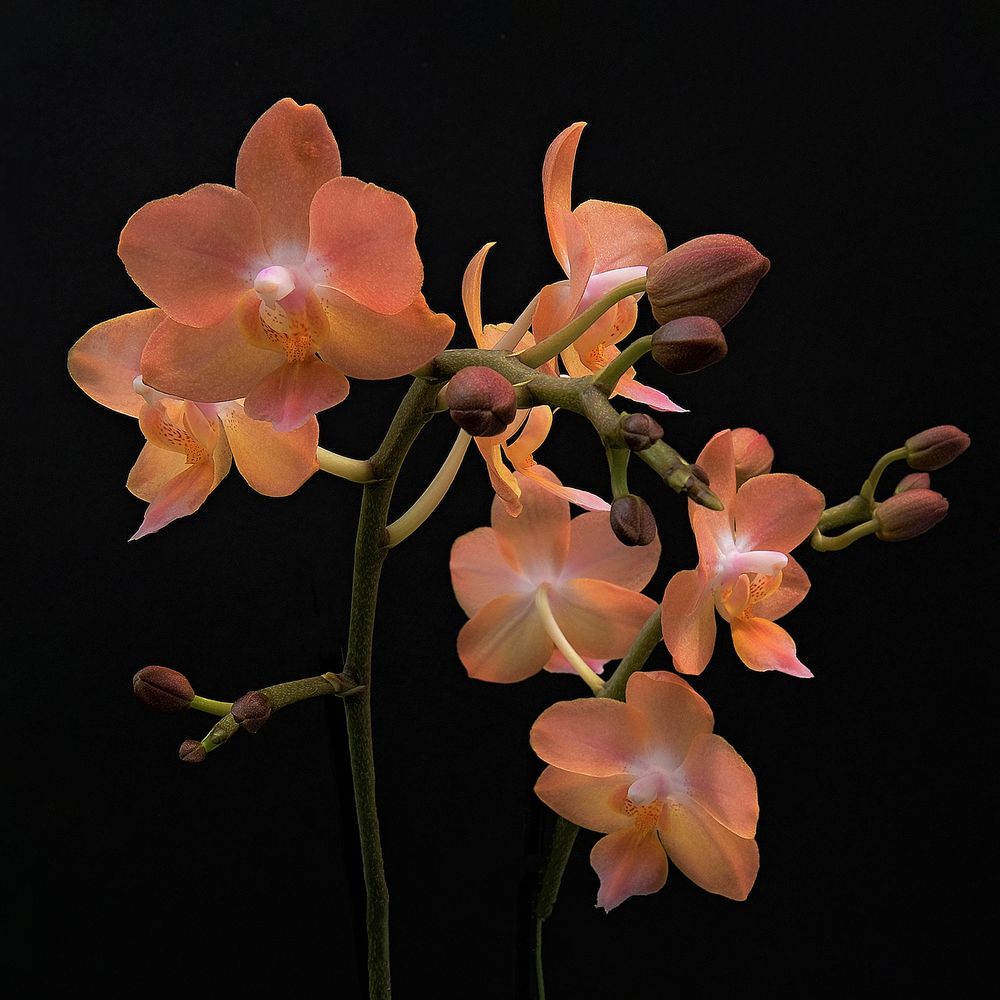 Peach Moon Orchid
