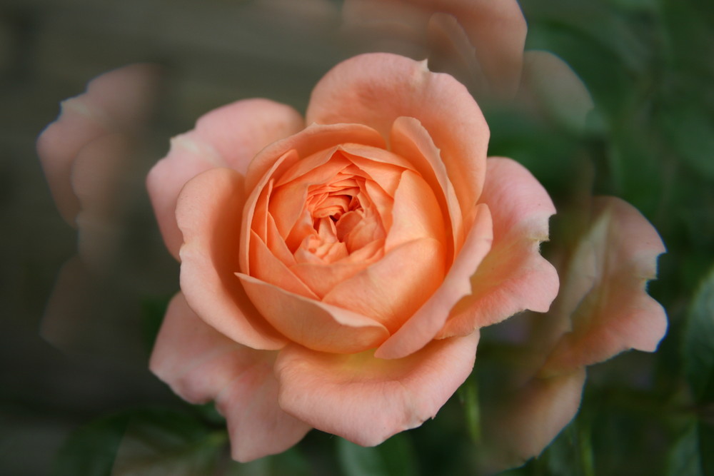 Peach Rose