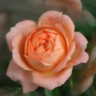 Peach Rose