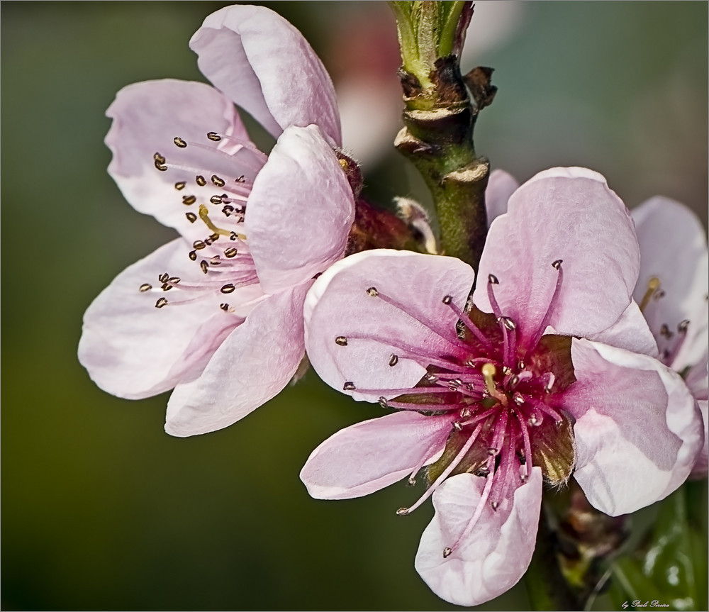 Peach tree blossom