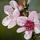 Peach tree blossom