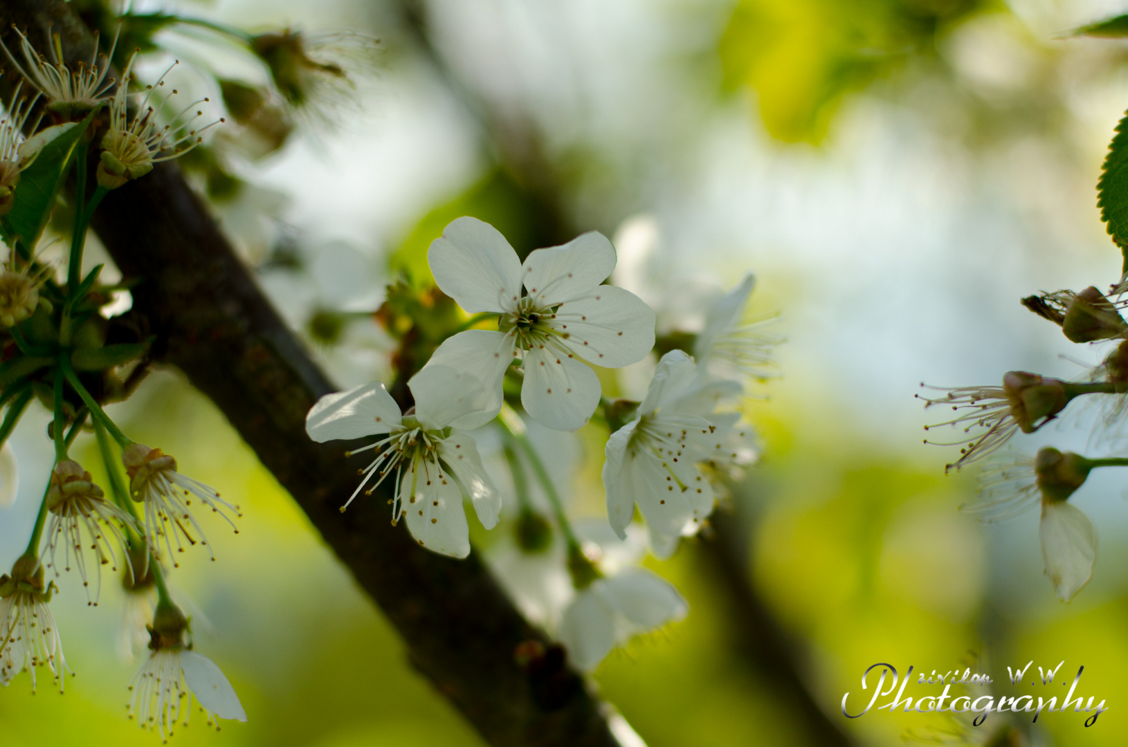 Peach Tree Blossoms