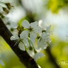 Peach Tree Blossoms