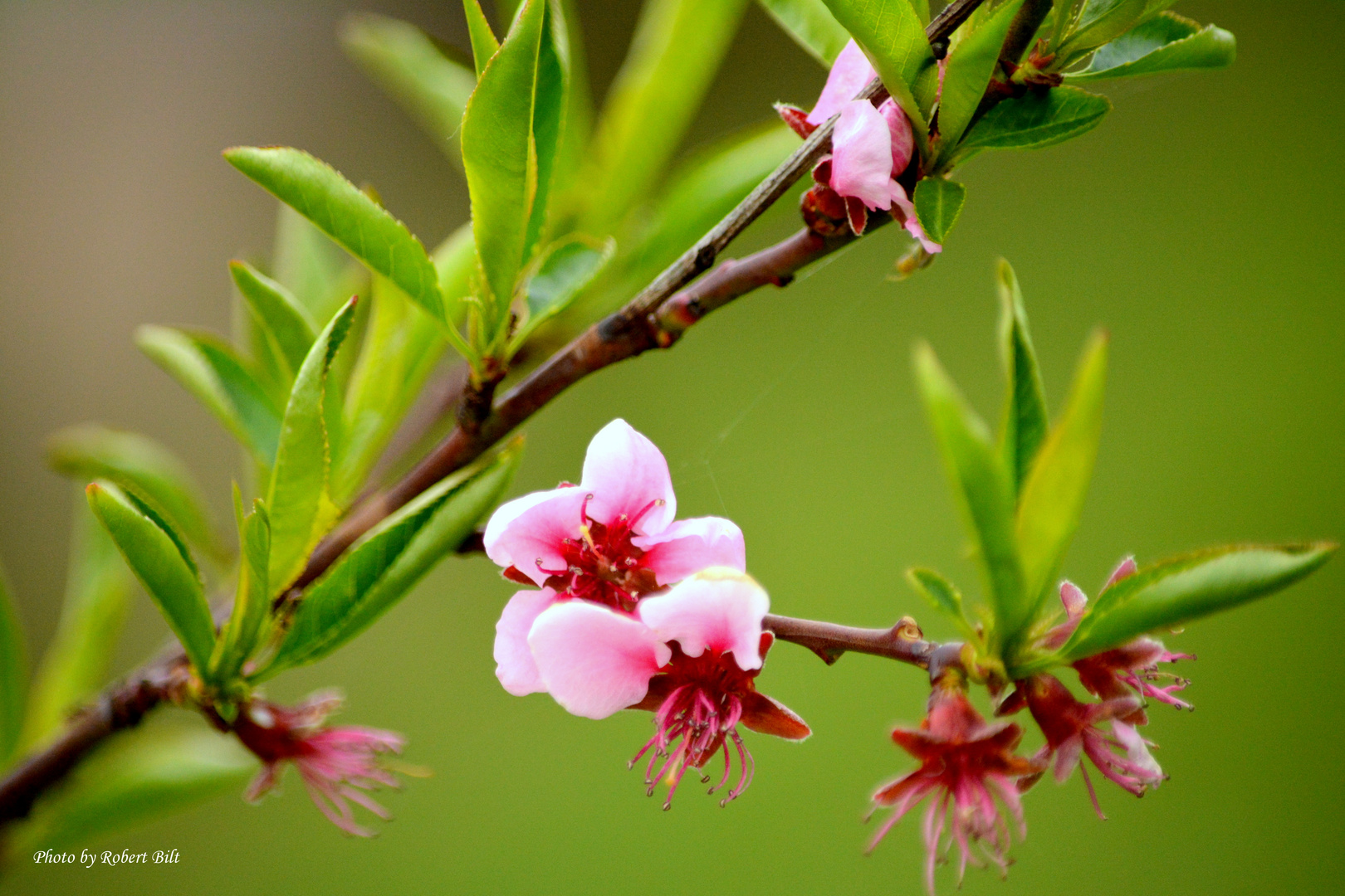 Peach Tree Flower