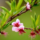 Peach Tree Flower