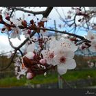 Peach Tree in Bloom