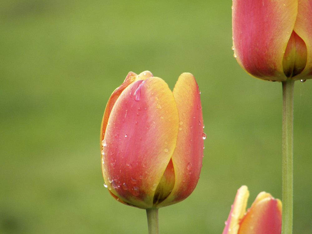 Peaches (after rain III)