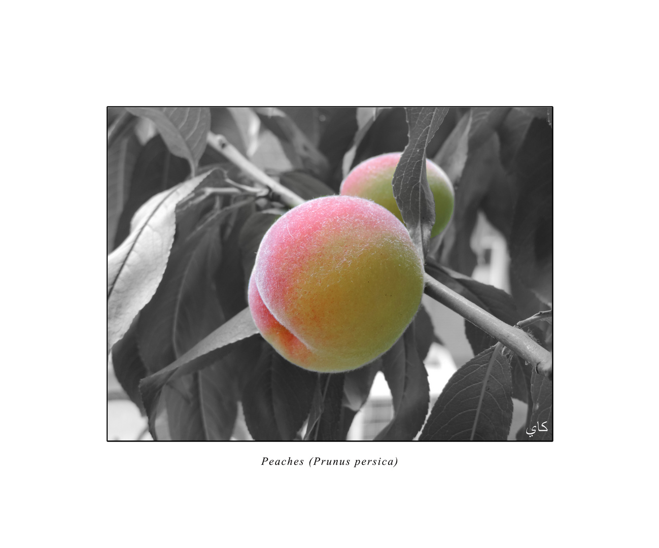 Peaches...