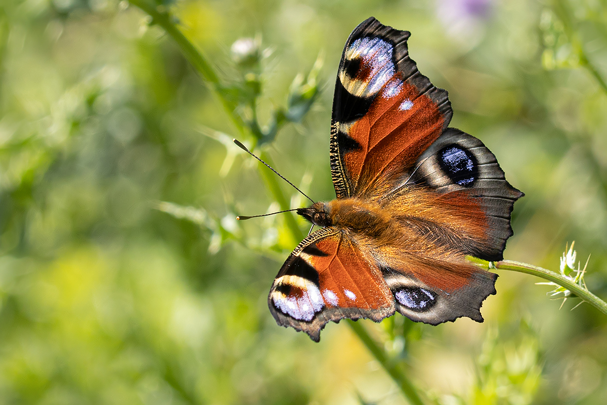 Peacock