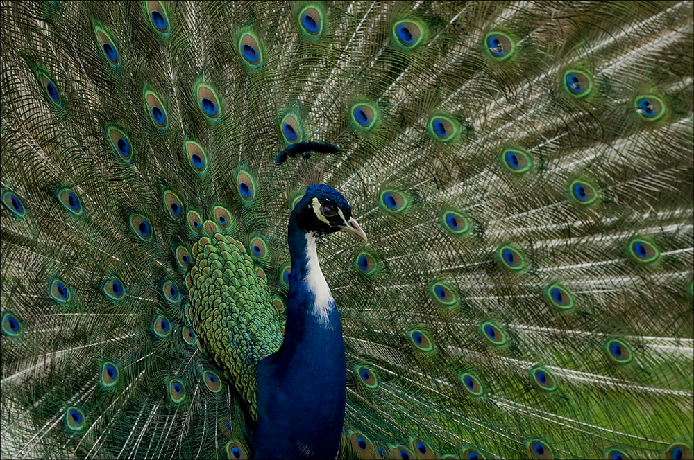 Peacock 1