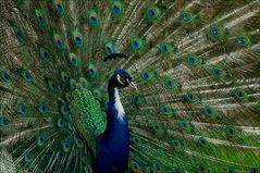 Peacock 1