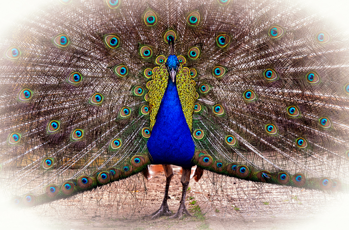 peacock