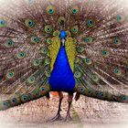 peacock