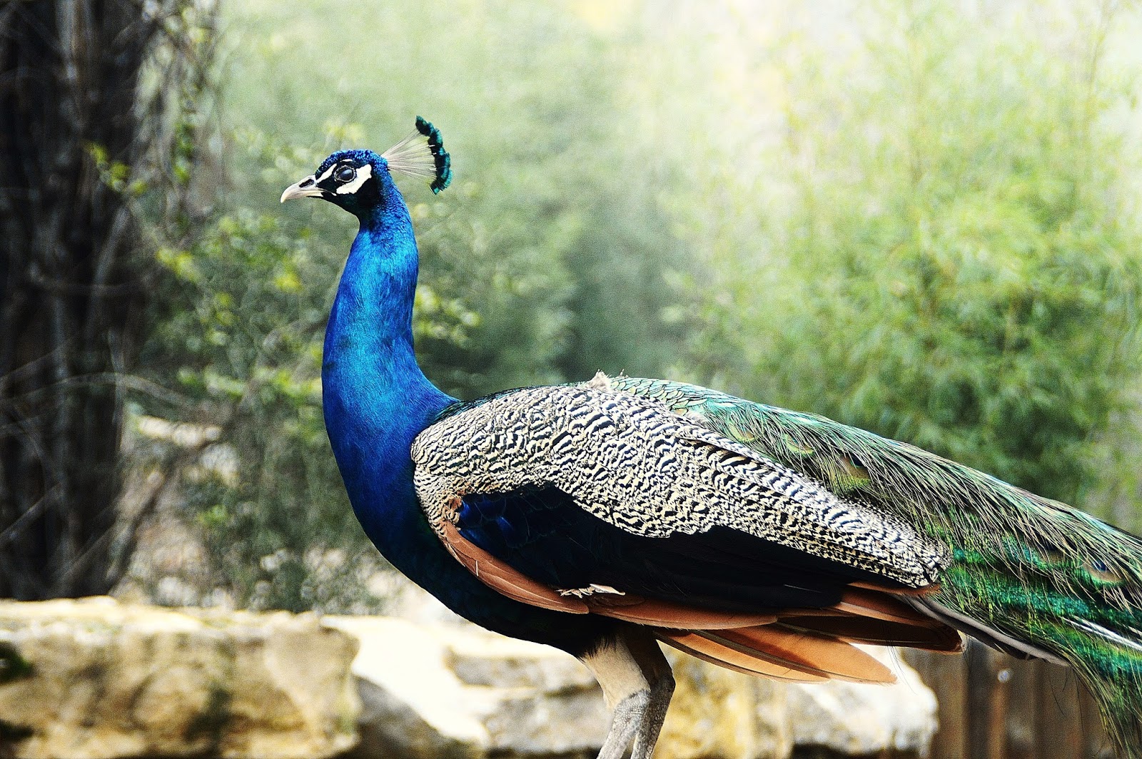 Peacock