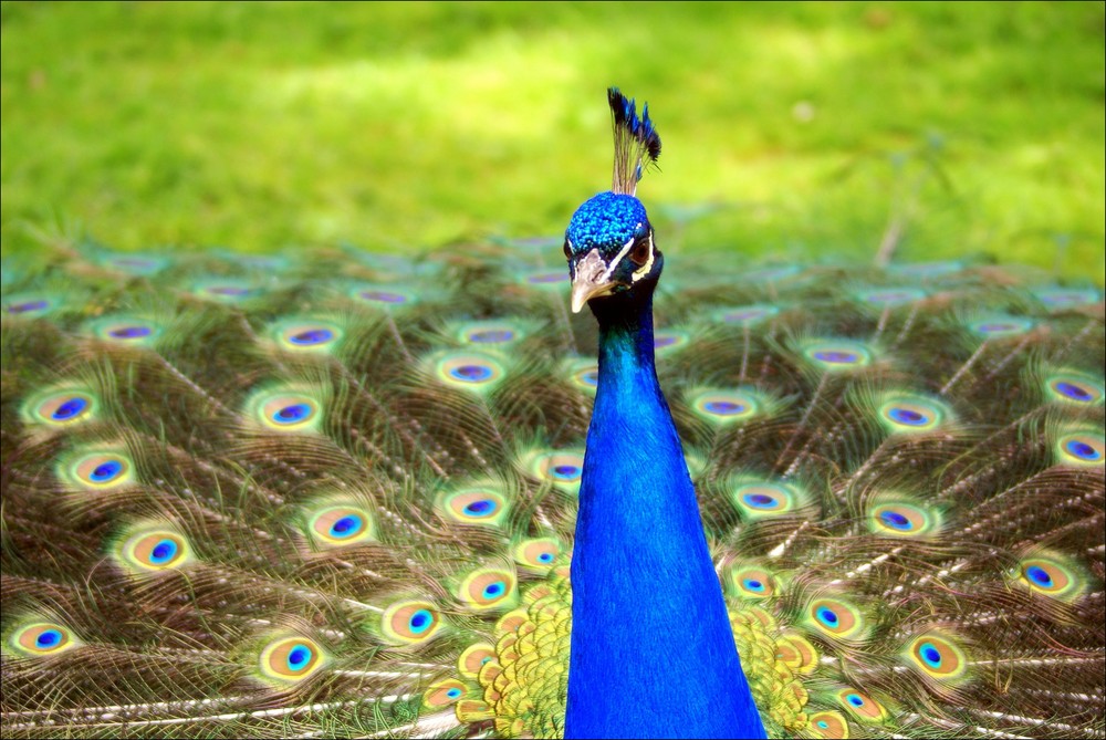 Peacock_