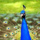 Peacock_