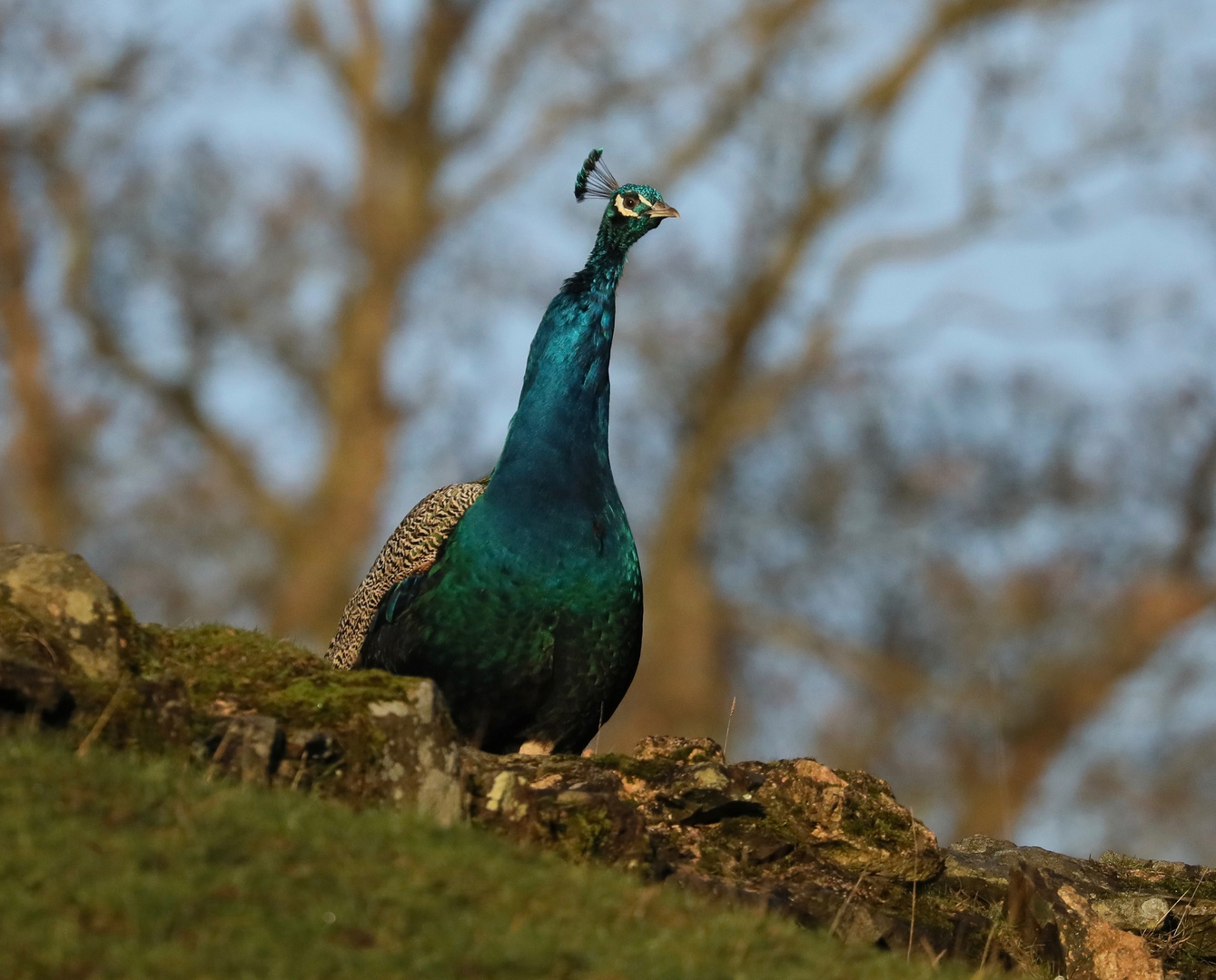 Peacock