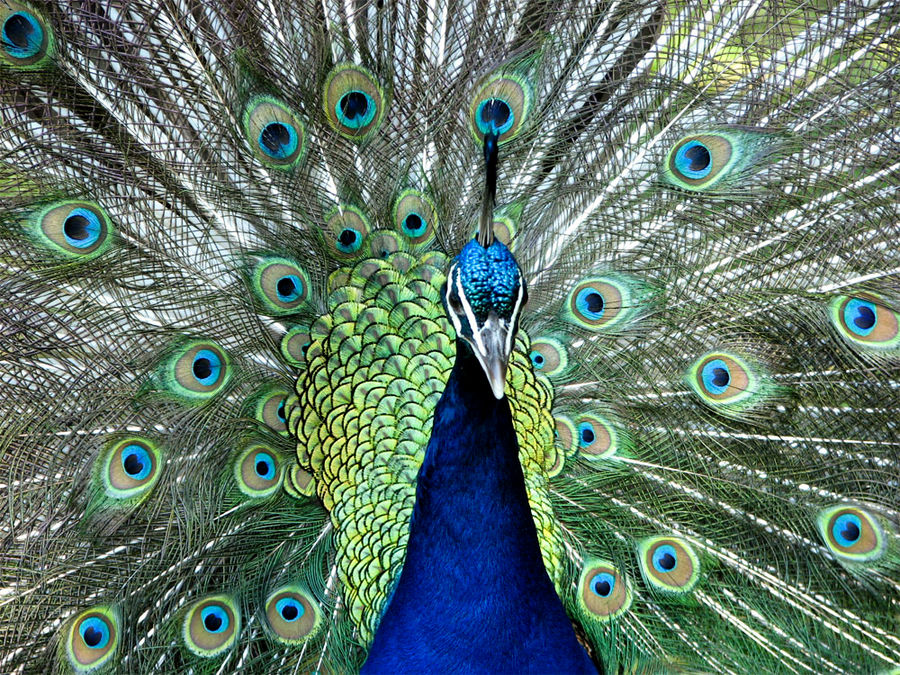 Peacock