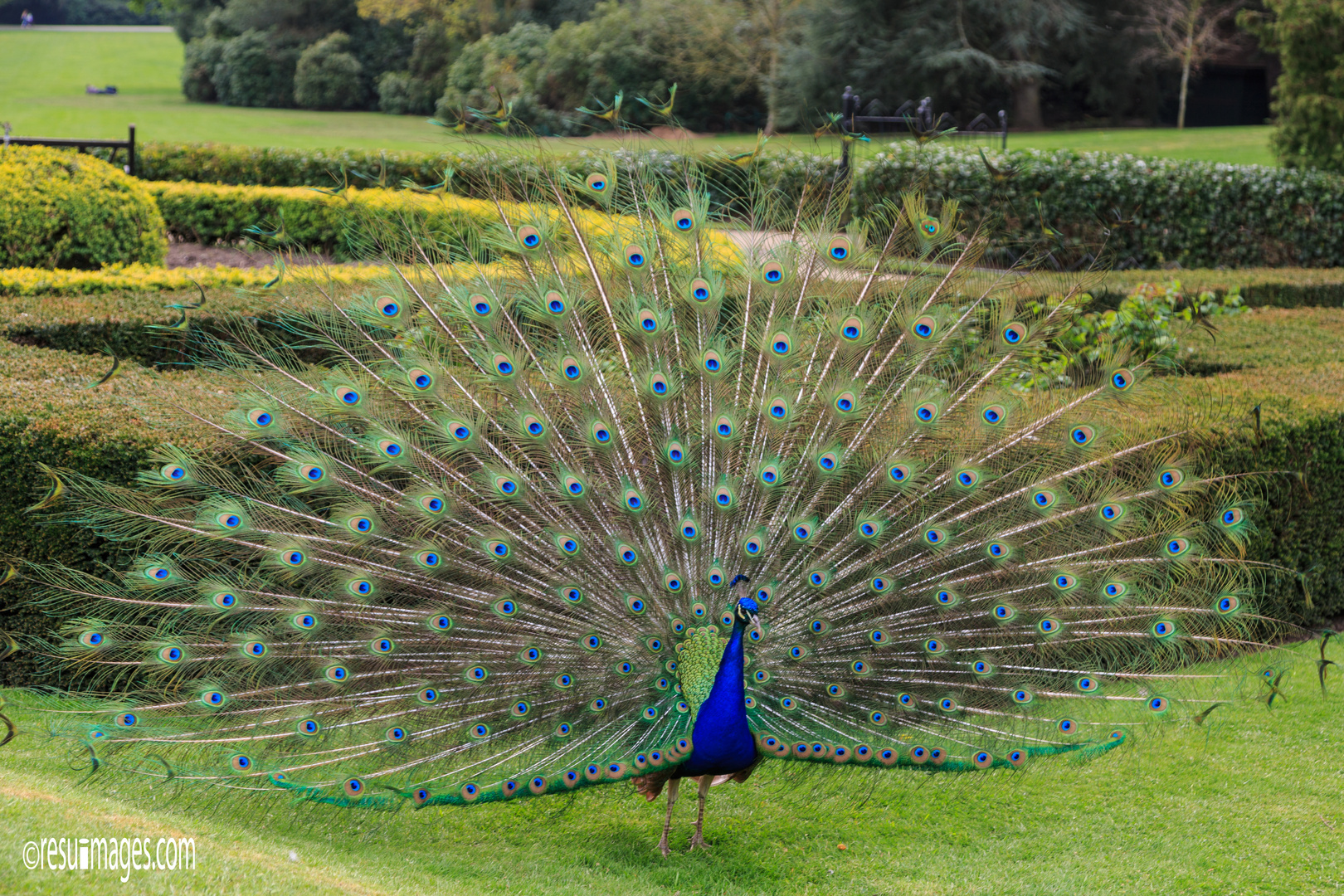 Peacock