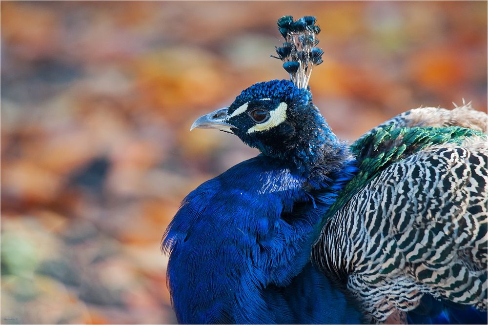 Peacock