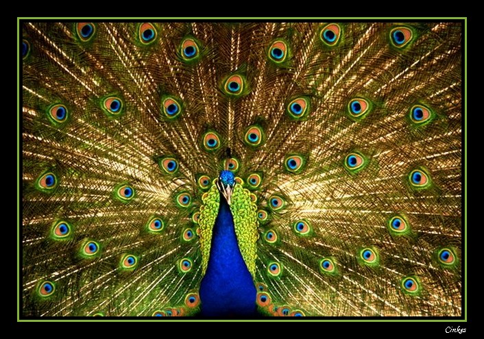 Peacock