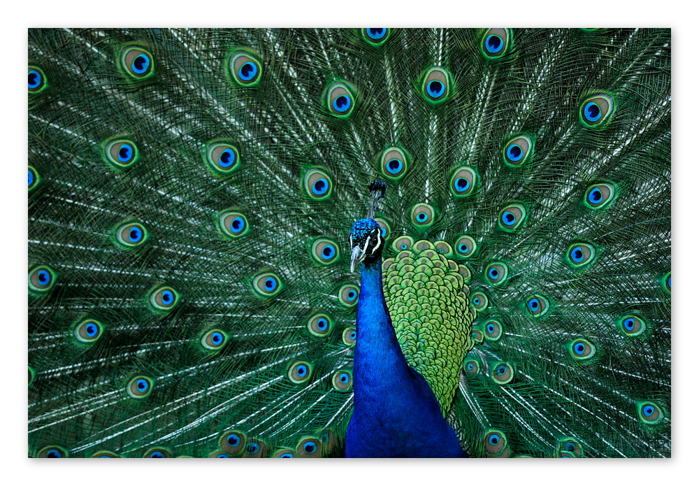 Peacock