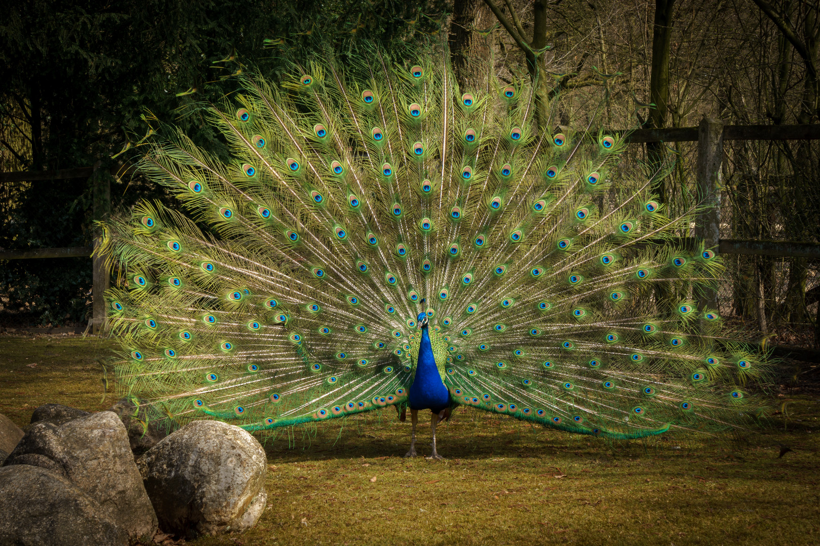 Peacock