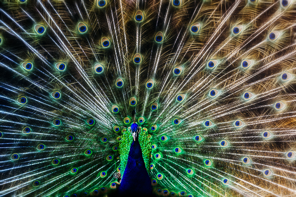 Peacock