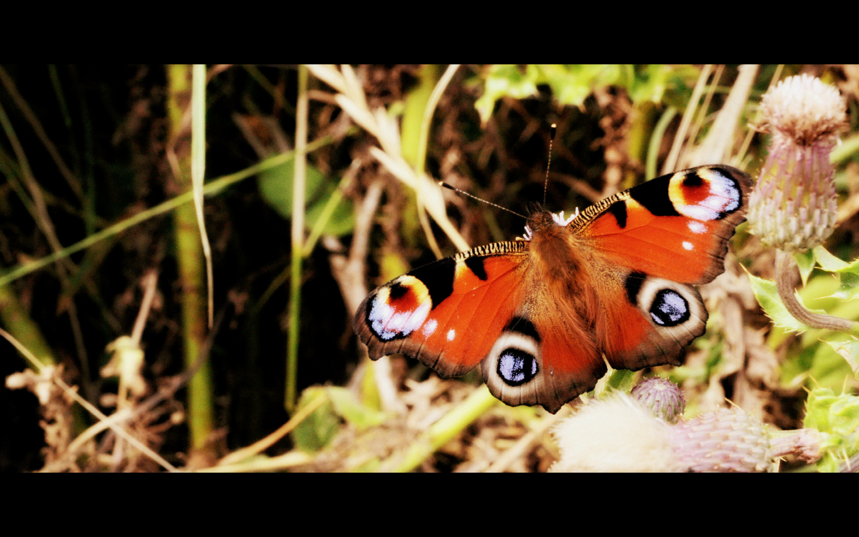 Peacock