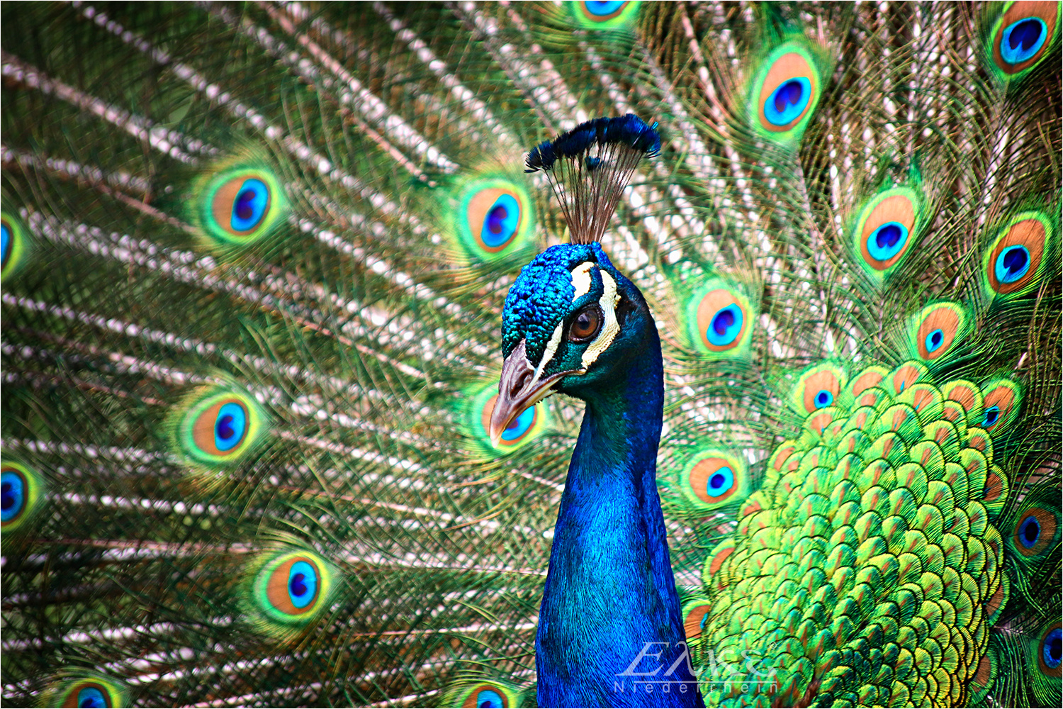 Peacock