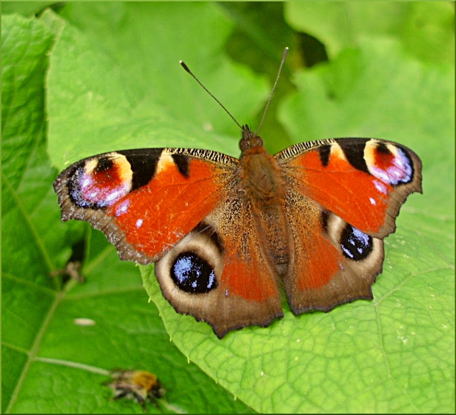 Peacock