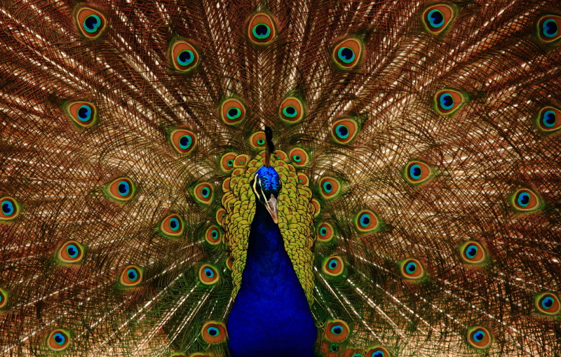 Peacock