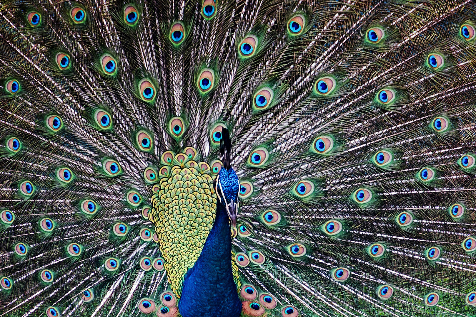 Peacock