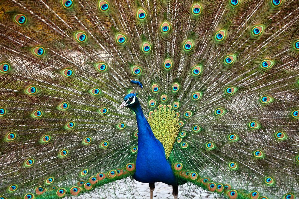 "Peacock" by Mahmud Akhtar 