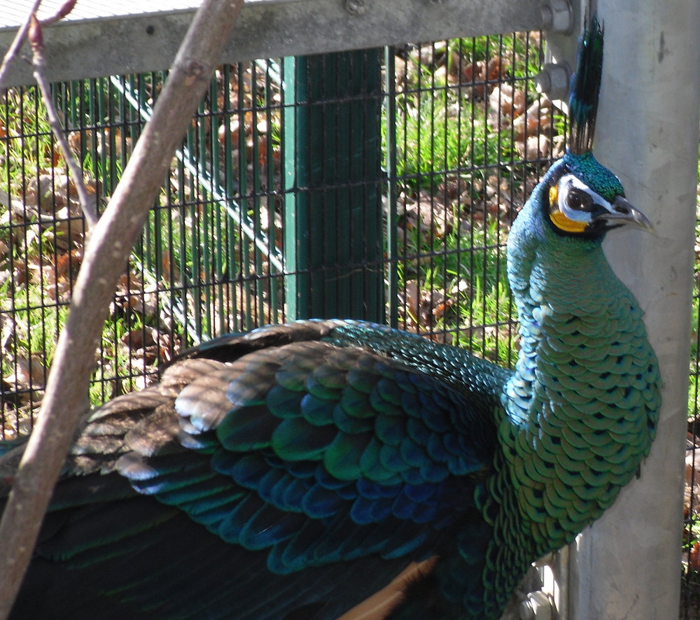 peacock