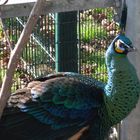 peacock