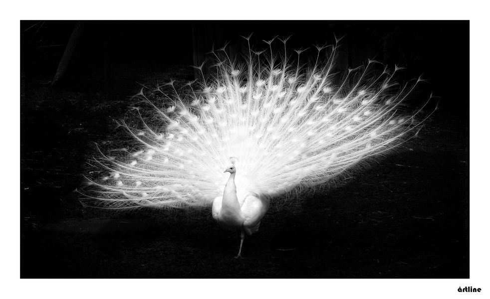 peacock