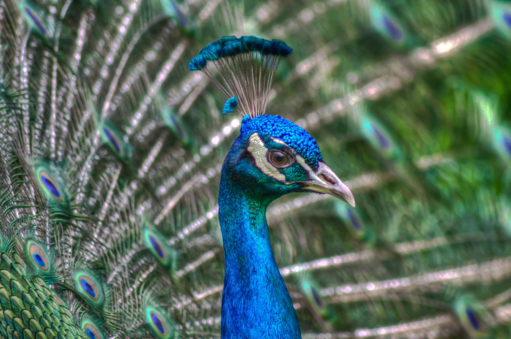 Peacock