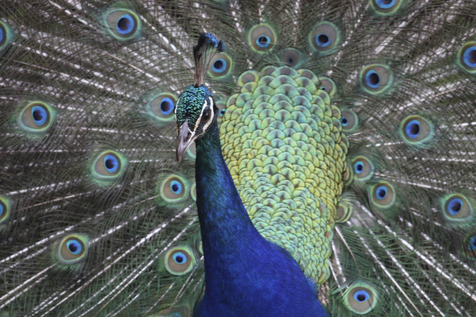 Peacock