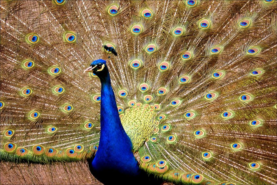 Peacock