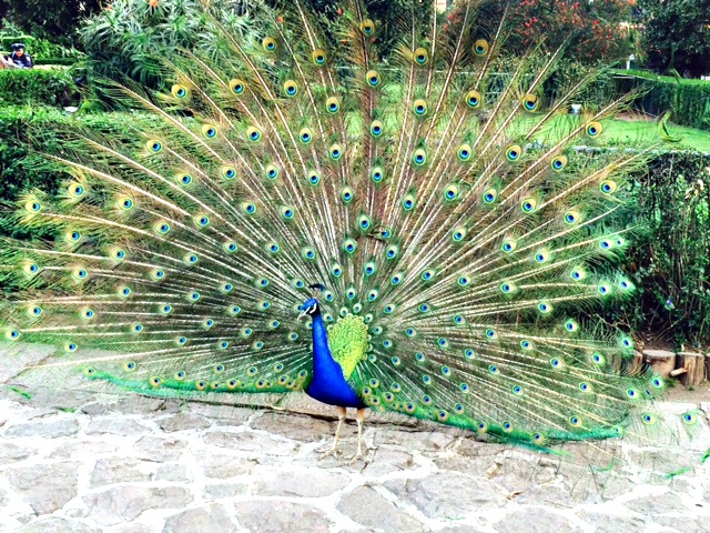 Peacock