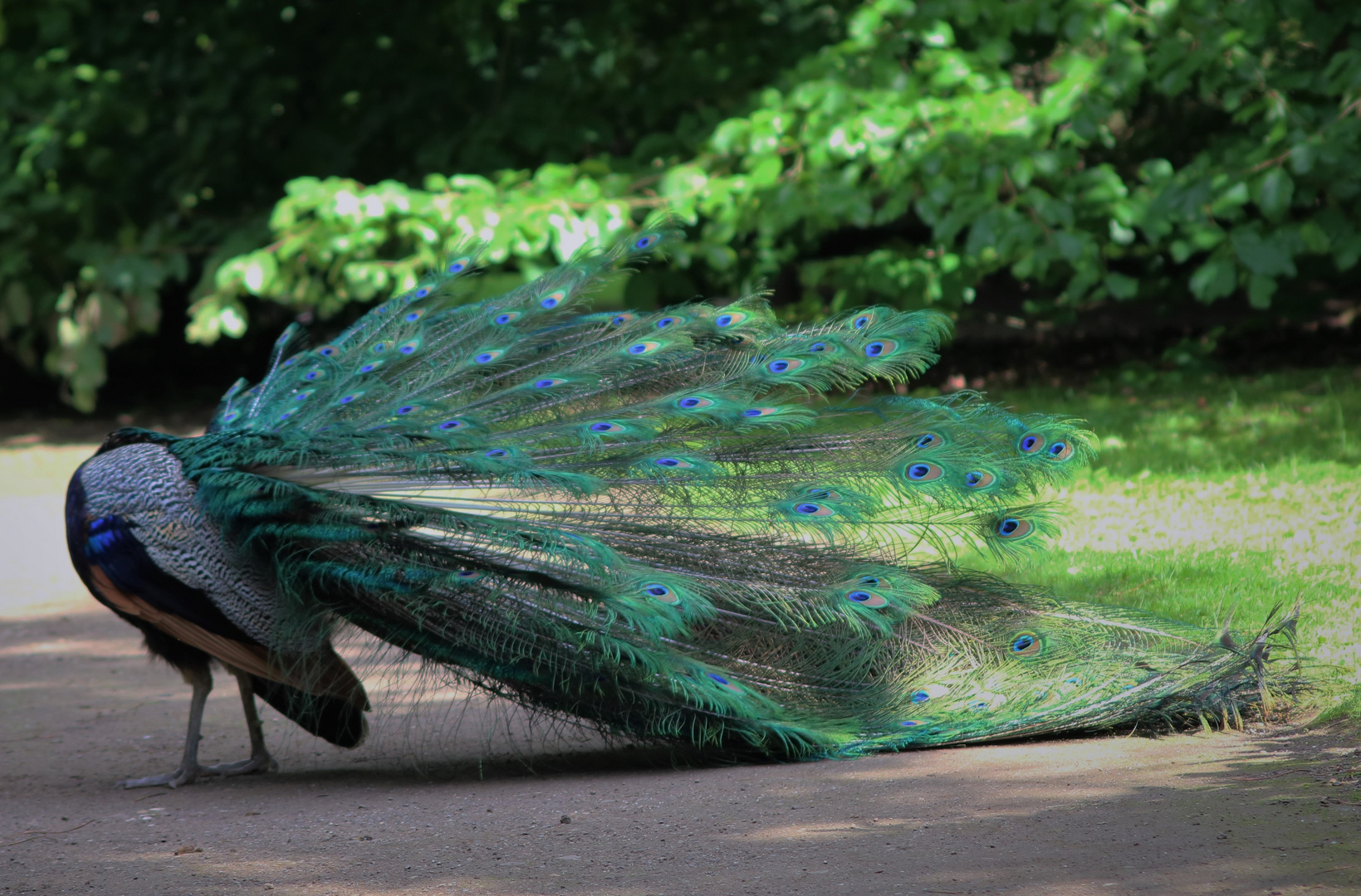 Peacock