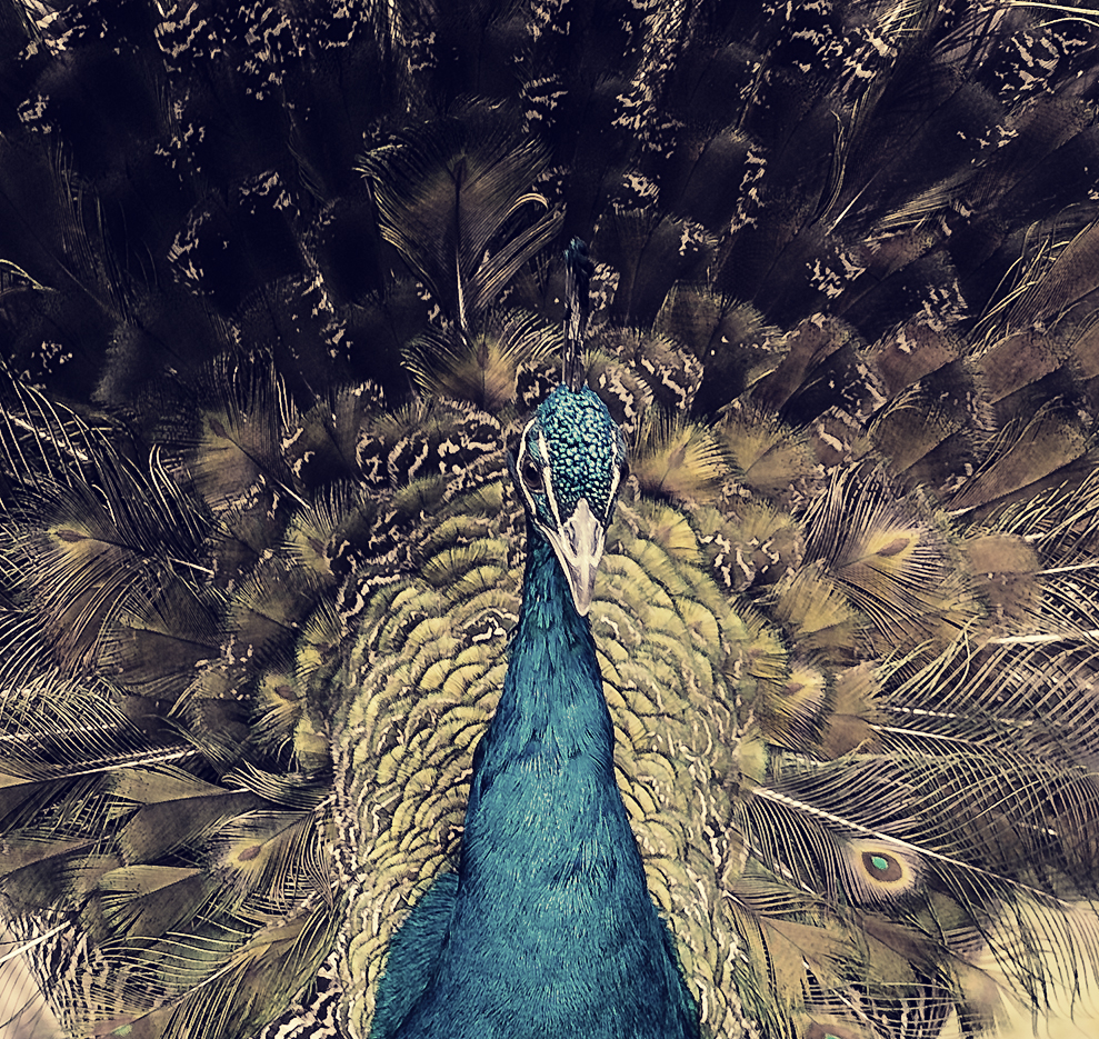 peacock